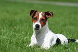 JACK RUSSEL 313